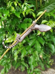 Closeup of gecko expression on wood, closeup of animal, gecko lizard, gecko pose