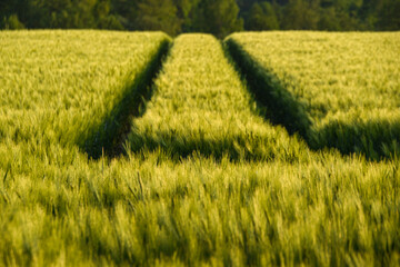 Spuren im Getreidefeld