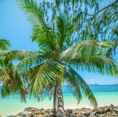 Palm tree and turquoise water in a tropical island