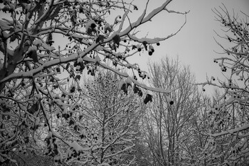 Snow Trees