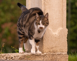 chat en extérieur un soir d'été, se frottant sur un poteau