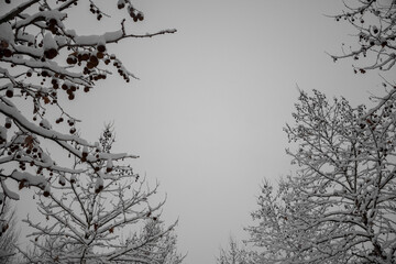 Snow Trees