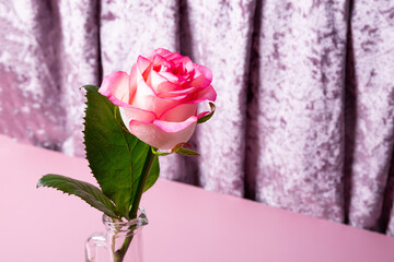 Modern greeting card - pink rose on pink background