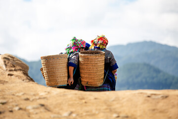 Vietnamese women with large baskets on their shoulders. Mu Kan Chai. Vietnam