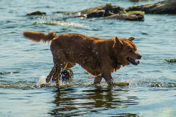 A beautiful dog comes out of the sea