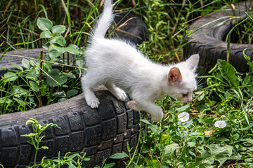 Little white kitten jumps off a rubber tire