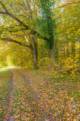 Waldweg durch einen herbstlichen Laubwald