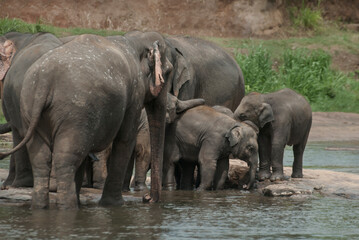 Elephants On The River Near Pinnawala Elephant Orphanage In Sri Lanka