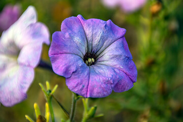 Перейти к странице
|Пред1...91011...187Далее
Purple flower bud on a background of green grass close-up