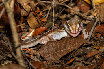 Madagascar ground gecko. The gecko is licking its eyes to keep them moist.