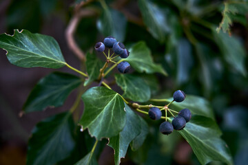 blue berries on green leaves seen close up