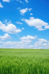 Fototapeta premium Wide-open field with tall grass and a bright blue sky AI generated illustration