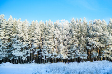 winter forest and sky, trees covered with frost