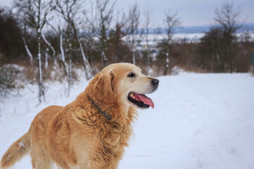 Happy Golden retriever dog enjoying snow during winter walk outdoors