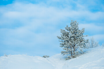 a young pine tree on a hill in the snow