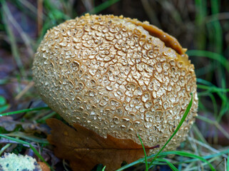 Yellow round mushroom (Scleroderma citrinum). When mature, they tear irregularly at the top and...