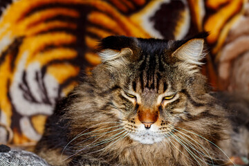 Portrait of a serious gray Maine Coon cat named Fedor