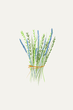 PLants