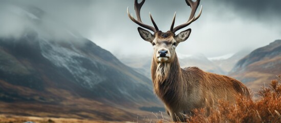 Red deer in Glencoe Scotland copy space image - obrazy, fototapety, plakaty