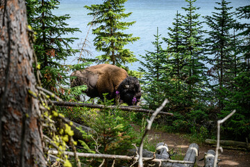 Buffalo in Forest