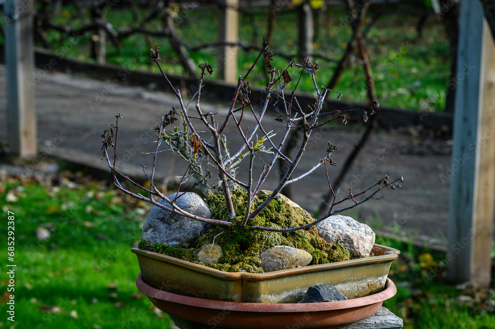 Wall mural Close-up of a small tree, a bonsai, dried up and leafless in winter, on a small pot, light khaki in color, with stones. In the background, blurred grass.