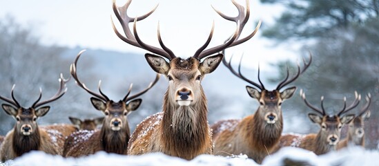Scottish winter snow with red deer stag and herd copy space image