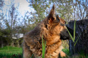 Adult German Shepherd dog staring back, to the right of the photo. Behind blurred the green of the field. Intense beige, black and beige color
