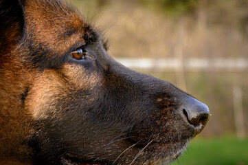 Extreme close-up of the right profile of the face of a beige German Shepherd dog, with a black snout, looking directly and attentively to the right of the photo with erect ears, standing in the field,