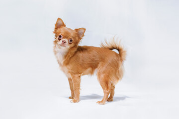 Red color chihuahua standing on white background.