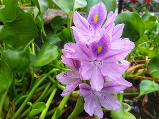 pink and purple flowers
