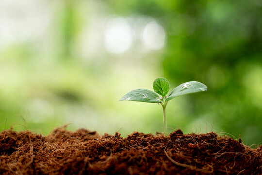 Earth day concept. Renewable energy for future. Sustainable resources. Plant management or environment symbol. Clean energy growing up.