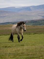 Obraz premium running horse