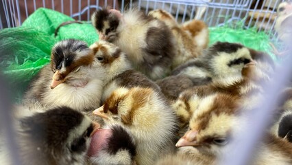 Beautiful chicks in a cage.