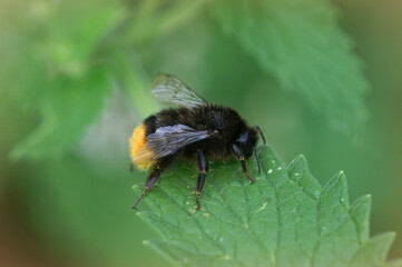 Closeup on a Red-tailed bumblebee, Bombus lapidarius, resting on green nettle leafs in the garden