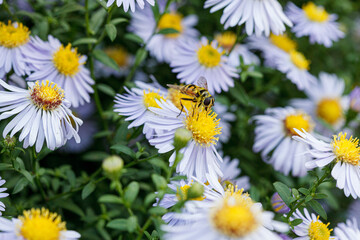 Obraz premium Beautiful lilac flowers with a wasp