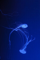 underwater shot of beautiful Chrysaora quinquecirha