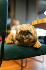 Adorable shih tzu resting on soft chair. Domestic dog waits for owner working on business project....