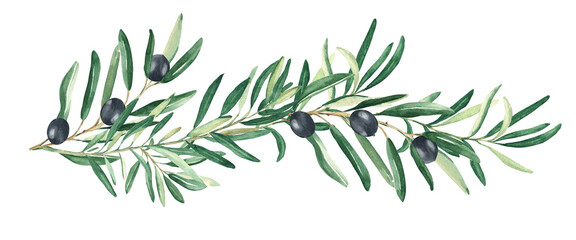 Olive branch with black olives isolated on white background. Watercolor hand drawn botanical illustration. Can be used for cards, menu and logos. For cosmetic or food packaging design - obrazy, fototapety, plakaty