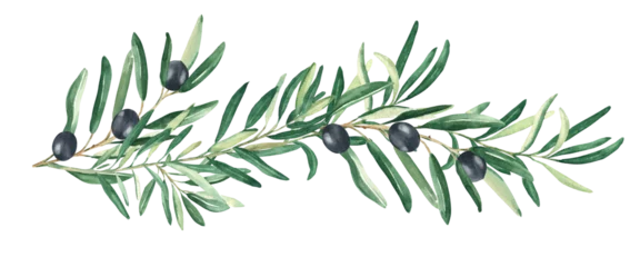Fototapeten Olive branch with black olives isolated on white background. Watercolor hand drawn botanical illustration. Can be used for cards, menu and logos. For cosmetic or food packaging design © Tatiana