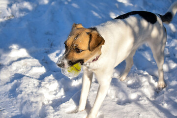 jack russel dog in snow