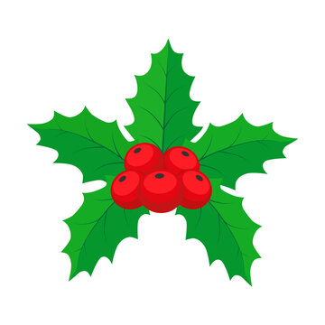 Christmas mistletoe. Holly leaves and berries. Color vector illustration in cartoon flat style. PNG with transparent background.