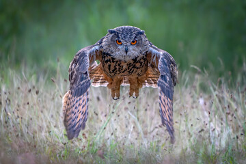 Beautiful Eurasian Eagle-Owl (Bubo bubo) in flight. Noord Brabant in the Netherlands. Front view.                                                                                               