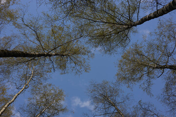 Tree tops against blue sky in spring