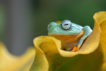 Green tree flying frog sitting on the leaf