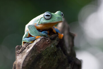 Green tree flying frog sitting in the wood