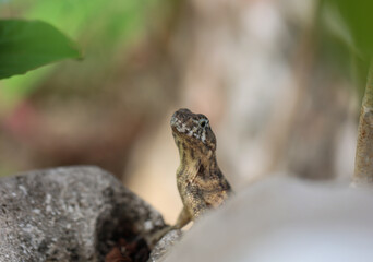 Eine gescheckte Eidechse mit einem geringelten Schwanz auf Kuba.
