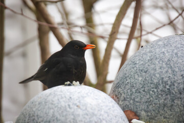 Eine Amsel im Winter auf einem Springbrunnen.
