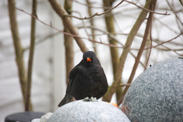Eine Amsel im Winter auf einem Springbrunnen.
