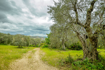 Lucania summer countryside landscape, Val d'Agri, Basilicata, Italy
