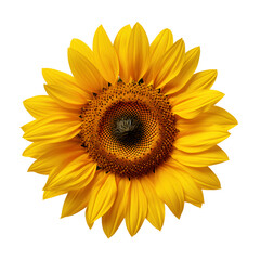 Sunflower on transparent background PNG